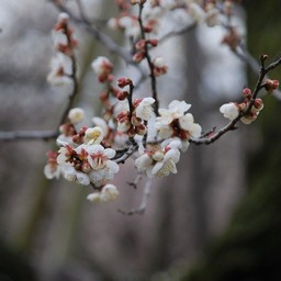 梅