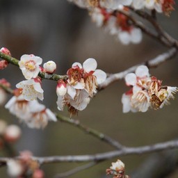 梅