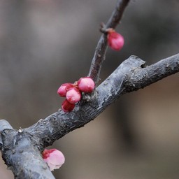梅