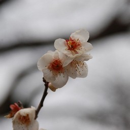 梅
