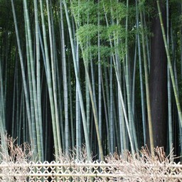竹林