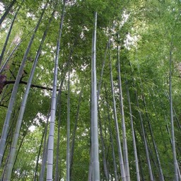 竹林