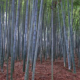 竹林