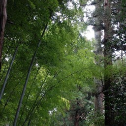 竹林
