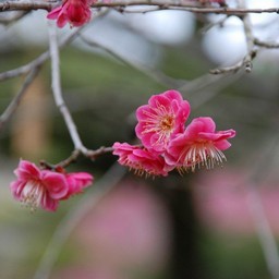 梅