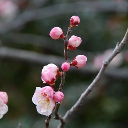 梅