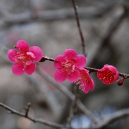 梅