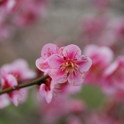 梅