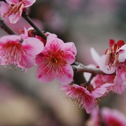 梅