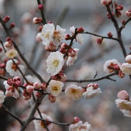 梅