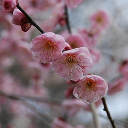 梅