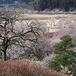梅