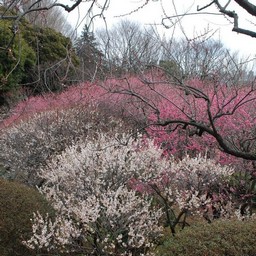 梅