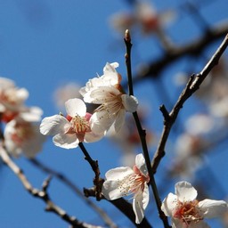 梅