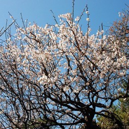 梅