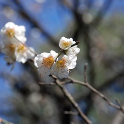 梅