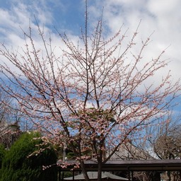 桜