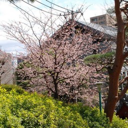 桜