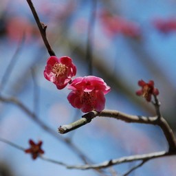 梅