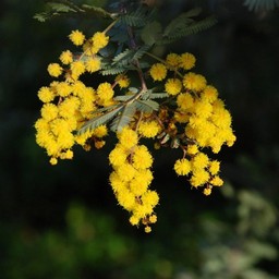 黄色い花