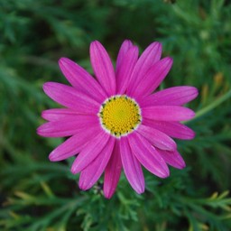 ピンクの花