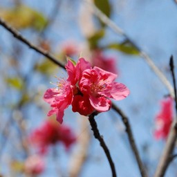 花もも