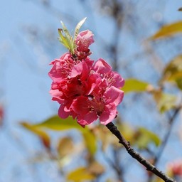 花もも