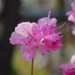 ゲンカイツツジ