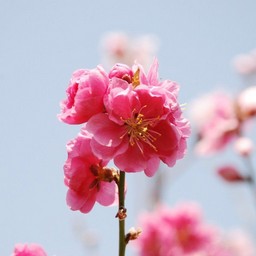 矢口桃