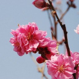 矢口桃
