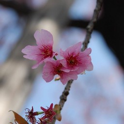 桜