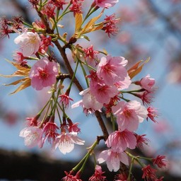 桜