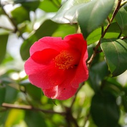 椿