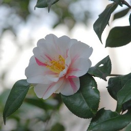 椿