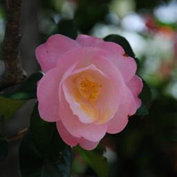 椿