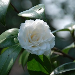 椿