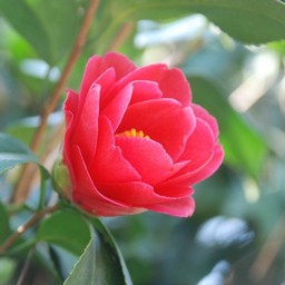 椿