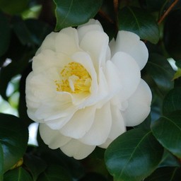 椿