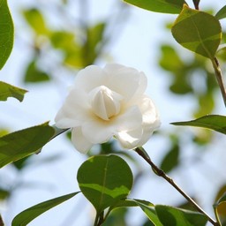 椿