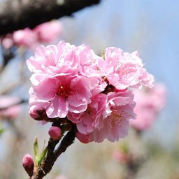 桃