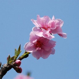 桃