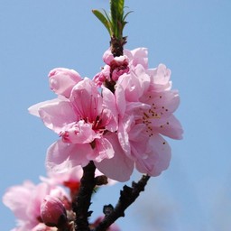 桃