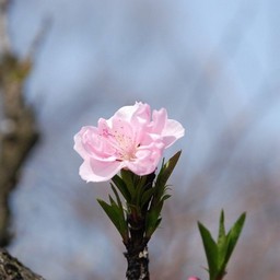 桃