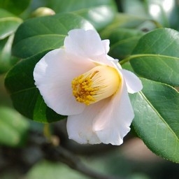 椿
