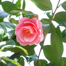 椿