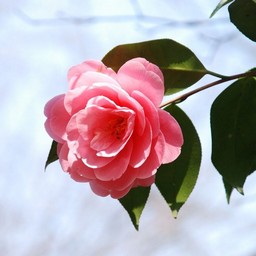 椿