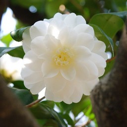 椿