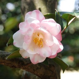 椿