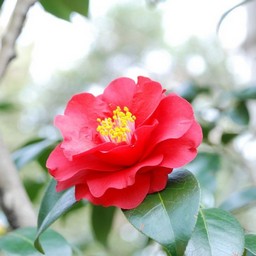 椿