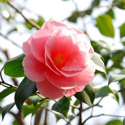 椿